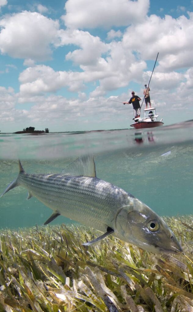 AdrianGray Bonefish